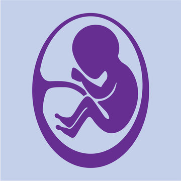 Human fetus vector