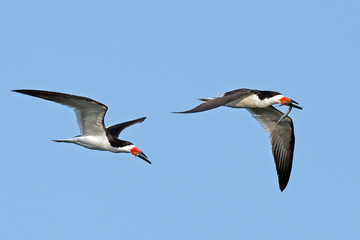 Pair of Black Skimmers in Flight with Fish