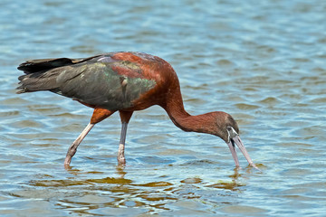 Glossy Ibis