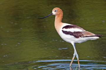 American Avocet in Breeding Colors