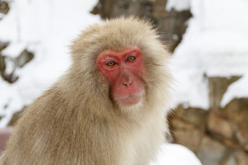 Snow monkey at Jigokudani,Japan