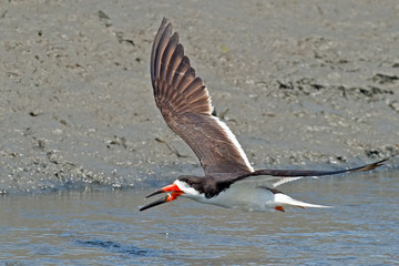 Black Skimmer in Flight with fish