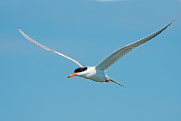 Forster's Tern in Flight