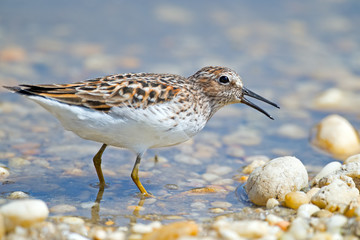 Least Sandpiper