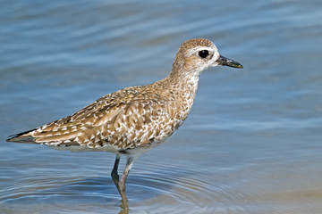 Black-bellied Plover