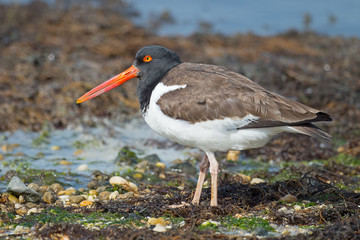 American Oystercatcher