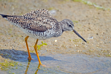 Greater Yellowlegs