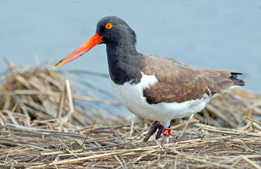 American Oystercatcher