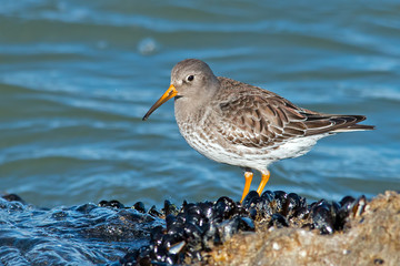 Purple Sandpiper