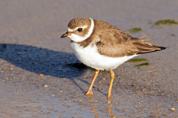 Semipalmated Plover