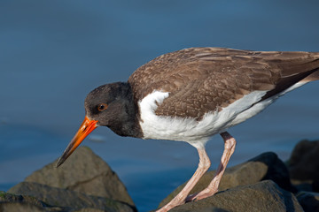 American Oystercatcher