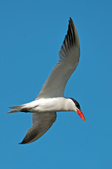 Caspian Tern in Flight