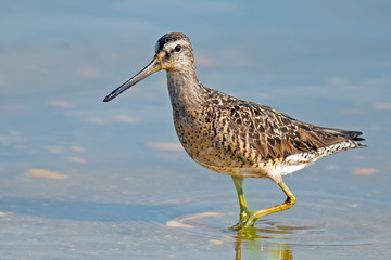 Greater Yellowlegs