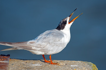 Juvenile Forster's Tern