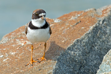 Semipalmated Plover