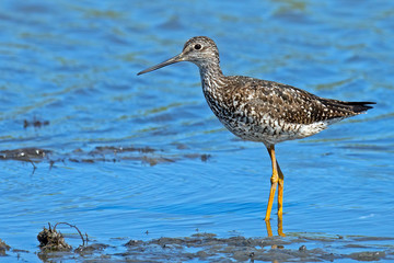 Greater Yellowlegs