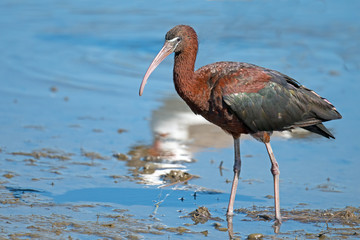 Glossy Ibis