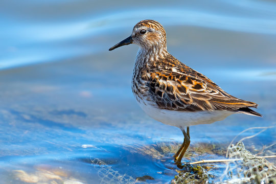 Least Sandpiper