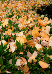 Evergreen hedge covered by yellow linden leaves