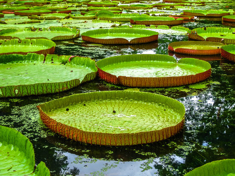 Giant water lillies Mauritius