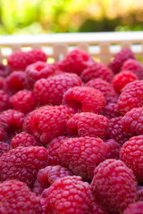 Delicious first class fresh raspberries in crates