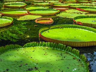 Pamplemousses Mauritius