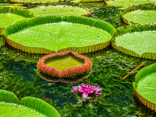 Botanical Garden Mauritius © bennymarty