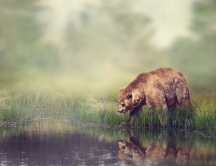 Brown Bear Near the Pond