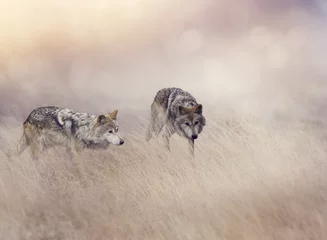 Crédence de cuisine en verre imprimé Loup Two Wolves in Tall Grass