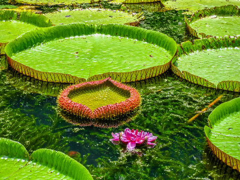 Fototapeta Botanical Garden Mauritius