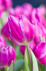 Purple tulip flowers.