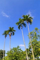 Obraz premium Beautiful scenery in the park