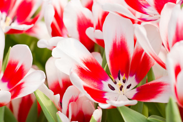 Close up of tulip flowers.
