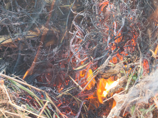 Fire, fire, smoke in the autumn forest