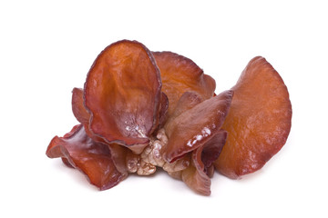 Jew's Ear Mushroom isolated on white.