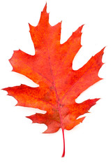 autumn leaf on white background