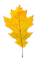 autumn leaf on white background