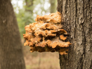 Mushroom , parasite on the bark of a tree in the forest.