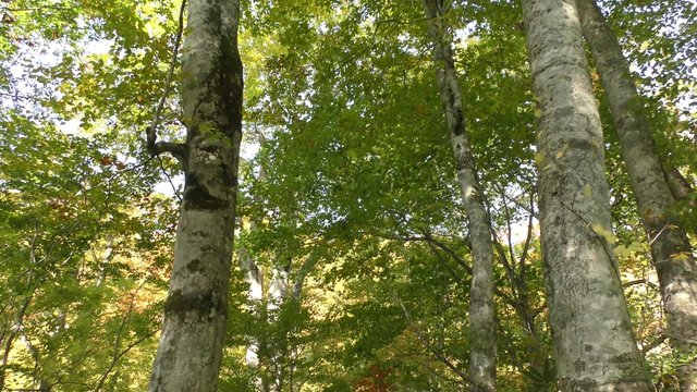 秋の秋山郷ブナ林　縦パン