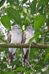 Pair of Bar-shouldered doves sitting on a tree branch