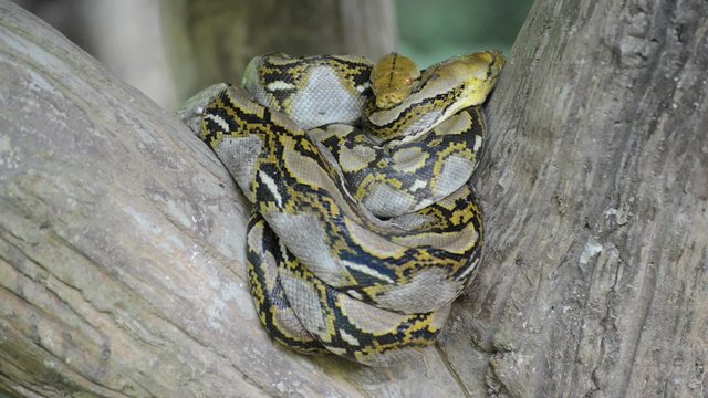 Large Python in Orchard