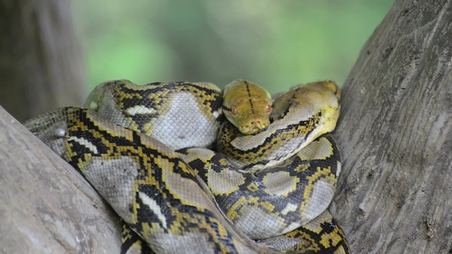 Large Python in Orchard