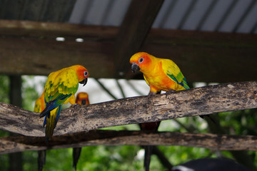 Sun Conures sitting on a branch under a roof