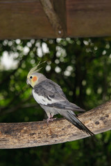 Cockatiel on a tree branch