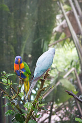 Two beautiful birds in the trees