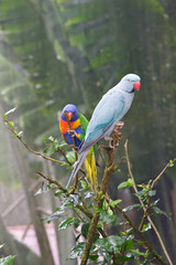 Parrots in the trees