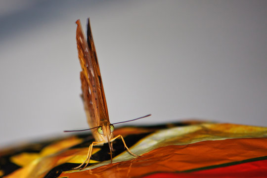 Australian leafwing butterfly