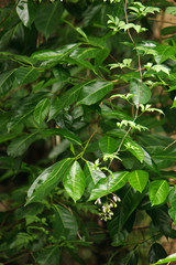 Rainforest Vine with purple flower