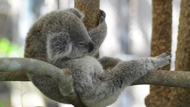 Koala sit on a branch