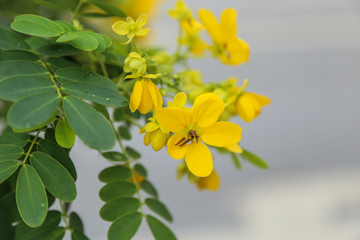 Small yellow flowers